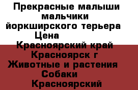 Прекрасные малыши мальчики  йоркширского терьера › Цена ­ 10 000 - Красноярский край, Красноярск г. Животные и растения » Собаки   . Красноярский край